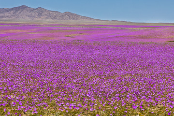 From time to time rain comes to Atacama Desert, when that happens thousands of flowers grow along...
