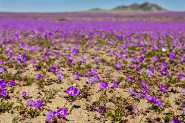 Obraz premium From time to time rain comes to Atacama Desert, when that happens thousands of flowers grow along the desert from seeds that are from hundreds of years ago, amazing the 
