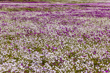 Obraz premium From time to time rain comes to Atacama Desert, when that happens thousands of flowers grow along the desert from seeds that are from hundreds of years ago, amazing the 