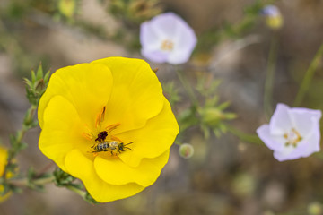 When the rain comes to Atacama Desert thousands of flowers grow along the desert from seeds that are from hundreds of years ago, and life come again with bees collecting pollen to start a new lifecycl