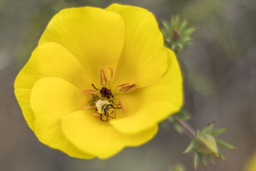 When the rain comes to Atacama Desert thousands of flowers grow along the desert from seeds that are from hundreds of years ago, and life come again with bees collecting pollen to start a new lifecycl