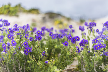 From time to time rain comes to Atacama Desert, when that happens thousands of flowers grow along the desert from seeds that are from hundreds of years ago, amazing the "Desierto Florido" phenomenom