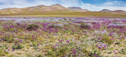 From time to time rain comes to Atacama Desert, when that happens thousands of flowers grow along...