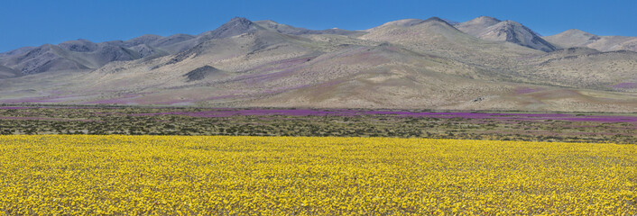 From time to time rain comes to Atacama Desert, when that happens thousands of flowers grow along...