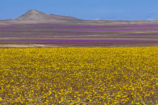 From time to time rain comes to Atacama Desert, when that happens thousands of flowers grow along the desert from seeds that are from hundreds of years ago, amazing the "Desierto Florido" phenomenom