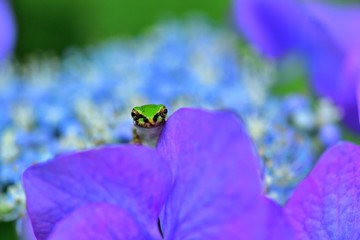 アジサイの花からひょっこり顔を出すアマガエル