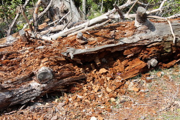 Large tree trunk fallen to ground after being completely destroyed by termites surrounded with dried branches and fallen leaves