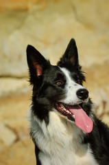 Fototapeta premium Black and white Border Collie dog outdoor portrait