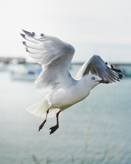 Seagull flying in the harbour
