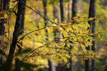 Autumn Leaves on Tree