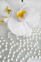 Naklejka na ściany i meble pearl and white orchid on a white glass 