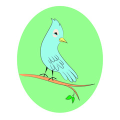 bird vector illustration