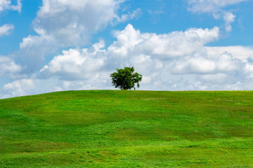 Single lone tree on green grass hill with blue sky - Vista View Park, Davie, Florida, USA