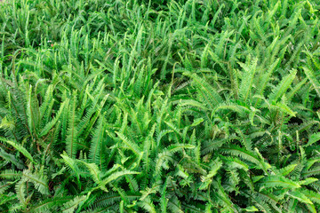 Boston fern (Nephrolepis exaltata), green field, background - Pembroke Pines, Florida, USA