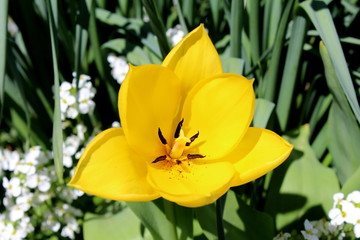 Single yellow tulip fully blossom on warm sunny spring day with white flowers and dark green leaves background