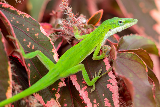 Green Carolina anole (Anolis carolinensis) closeup on red copperleaf plant leaves (Acalypha wilkesiana) - Pembroke Pines, Florida, USA