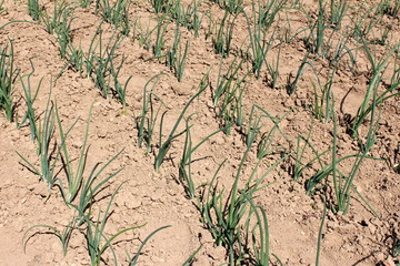 Young green onions planted in rows in garden surrounded with dry dirt on warm sunny spring day