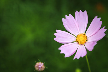 One Cosmos Flower