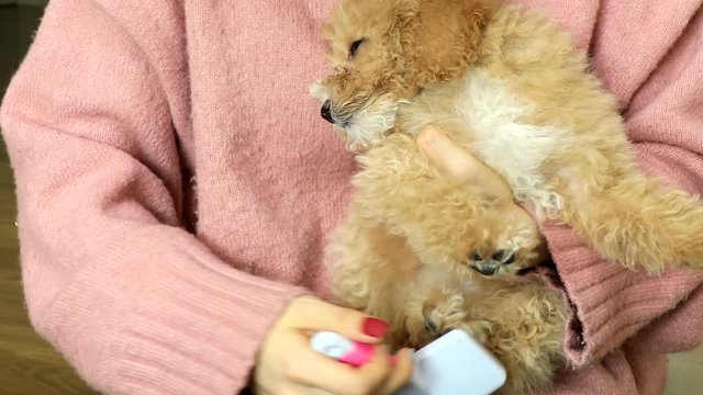 Woman holding and brushing cute poodle puppy's fur