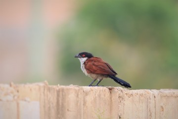 Senegal coucal (Centropus senegalensis senegalensis) in Ghana, western Africa