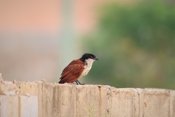 Senegal coucal (Centropus senegalensis senegalensis) in Ghana, western Africa