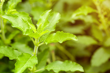 Holy basil, herbs are being used as spices cooked taste of the food.selective focus.