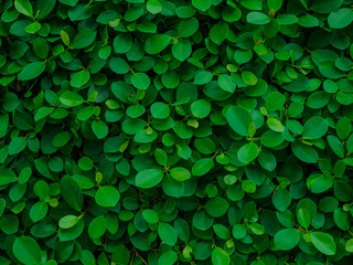 Backdrop of green leaves natural wall.