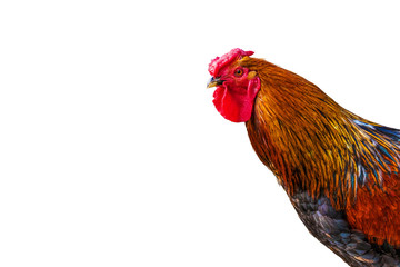 beautiful cock head on a white background isolated
