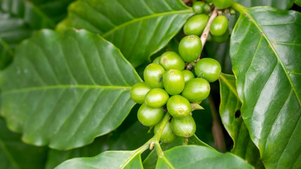 Green arabica coffee bean in a garden.