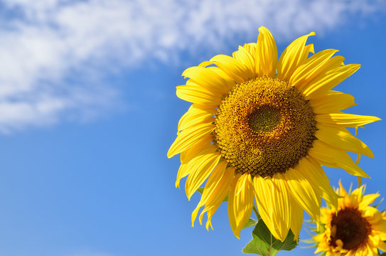 Sunflowers on blue sky background with clouds.