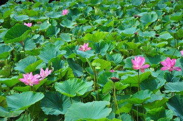 The Blooming Lotus Flowers and Leaves in Baihe, Tainan, Taiwan