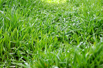 Obraz premium Fresh thick grass with dew drops close-up. Natural background.