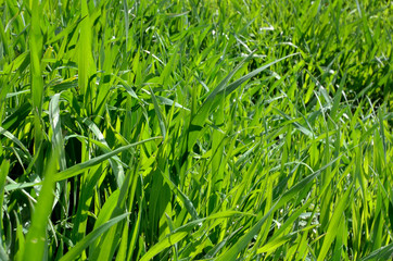 Fresh thick grass with dew drops. Natural background.