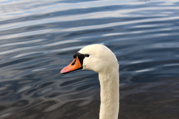 Close up of single white swan head covered with small water drops with blue river background