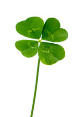 四つ葉のクローバー © Caito