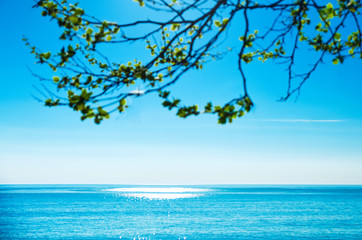 Sea surface of the sea with glare from the sun. Tree branch in the foreground. Selective focus.