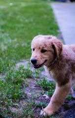 Golden retriever puppy
