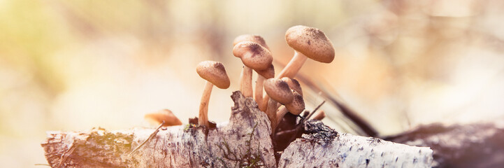Many honey agarics on a birch old branch. Autumn forest Mushroom collection Sun rays Banner Toning Selective focus. © Irina_Evva