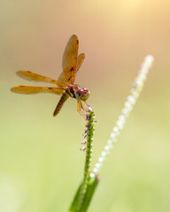 Lone single isolated dragonfly perched holding onto a weed or blade of grass on bokeh background
