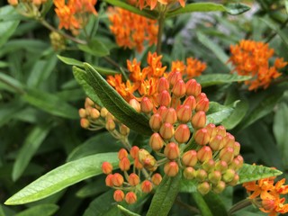 BUTTERFLY WEED IN BLOOM