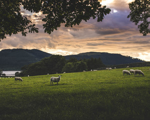Lakes district sheep field