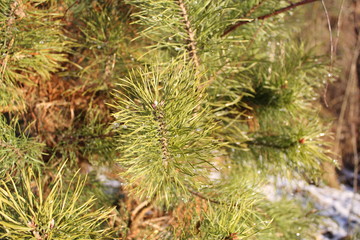 beauty in Nature, branch, close-up, coniferous tree, day, Fir Tree, focus on foreground, Green color, Growth, Nature, needle, needle-plant part, no people, outdoors, pinaceae, pine cone, pine tree, Pl