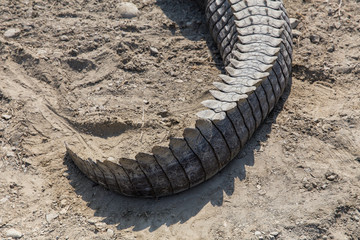 Fototapeta premium Marsh Crocodile in Jakigur, Sistan and Baluchistan, Iran