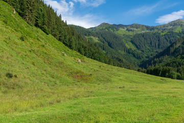 Fototapeta na wymiar Grasbewachsenes Tal mit Wald