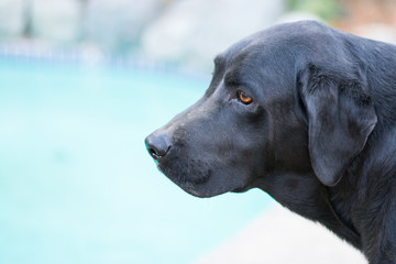 male black labrador