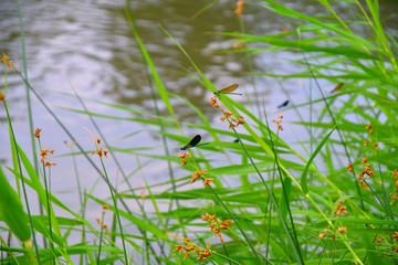 Morning on the river