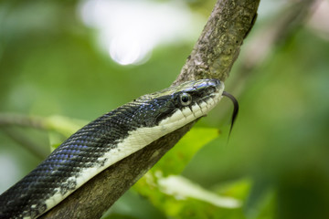 Fototapeta premium A black rat snake flicks its tongue, smelling scents, while it climbs a tree branch in the forest.
