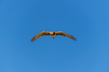 Northern Harrier bird of prey in flight
