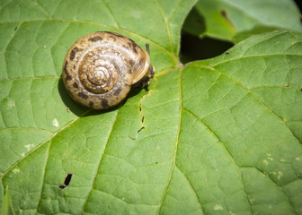 A small snail emerges from its shell while crossing a large green leaf.