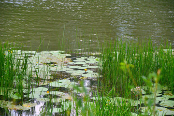 Morning on the river